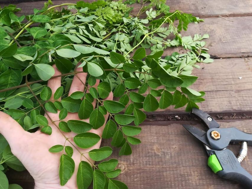 Gran Canaria: Green Witchcraft in the Magic Island - Who will enjoy this experience most