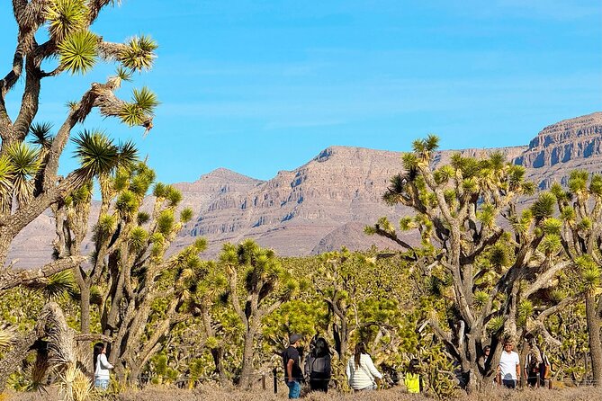 Grand Canyon West Skywalk Hoover Dam Ghost Town Day Tour - Arizona’s Joshua Tree Forest is a quick botanical lesson