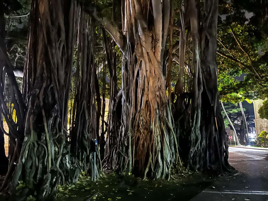 Honolulu Haunts: Ghosts and Spirits Walking Tour - What the one-hour route feels like