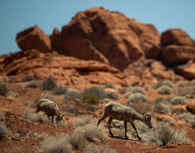 Las Vegas- Offroad Experience Wildlife, Ghost Towns and more - ATV Road Overlook and the wide Nevada views