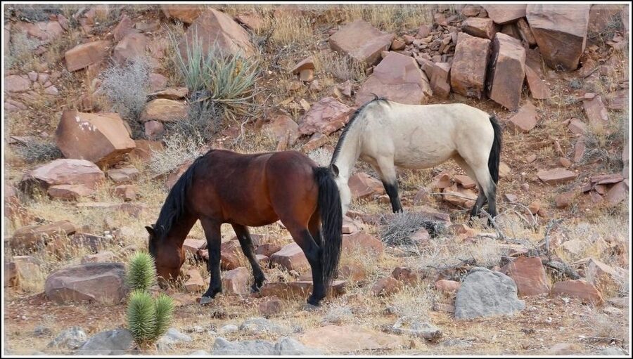 Las Vegas- Offroad Experience Wildlife, Ghost Towns and more - What the $320 group price really buys