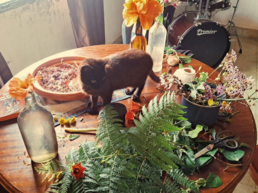Plants and natural elements for Witchcraft and Tarot - Key points at a glance