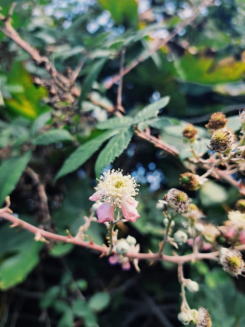 Plants and natural elements for Witchcraft and Tarot - Tarot: lesson first, reading second