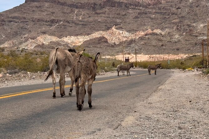 Route 66, Oatman, Nelson Ghost Town SmallGroup Tour from LasVegas - Is $145 a fair price?
